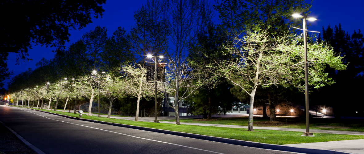 Line of trees along the street illuminated by lighting posts